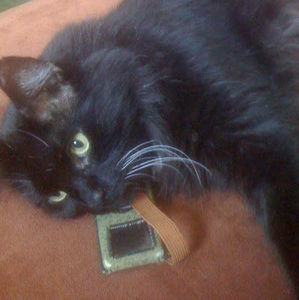 Meet your Posher, Amy